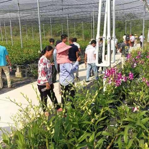 ［乐妹村简讯］乐妹村脱贫攻坚产业支柱一一兰花、山油茶产业