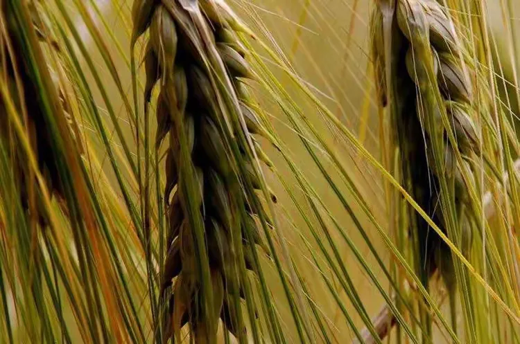 青稞籽经过炒制后,天然的麦香和丰富的营养,成为高原必不可少的小食。