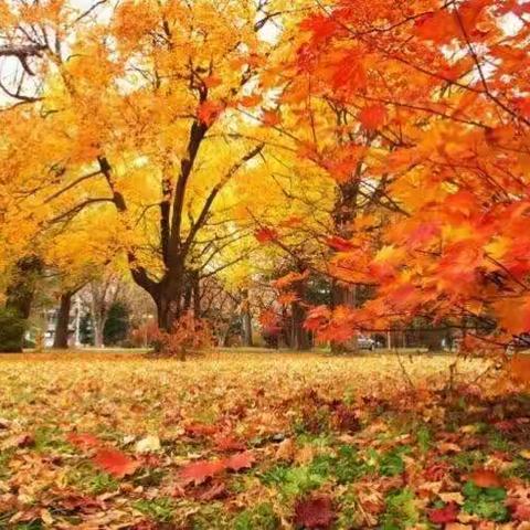 【停课不停学】共度疫情期        静待花开时