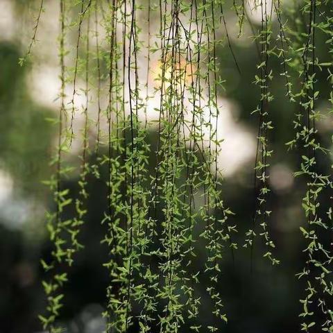 草长莺飞季，教研正当时—双减背景下的小学语文教研活动