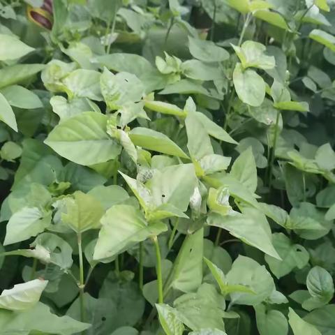 爱亲近大自然的姑娘