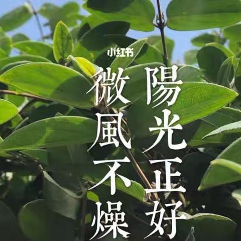 遇见四月 阳光正好 微风不燥—线上活动教学计划（第四周）