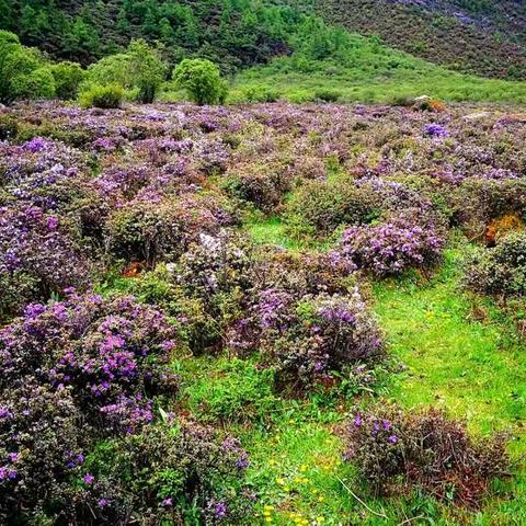 2017年6月19号川西活动—亚丁