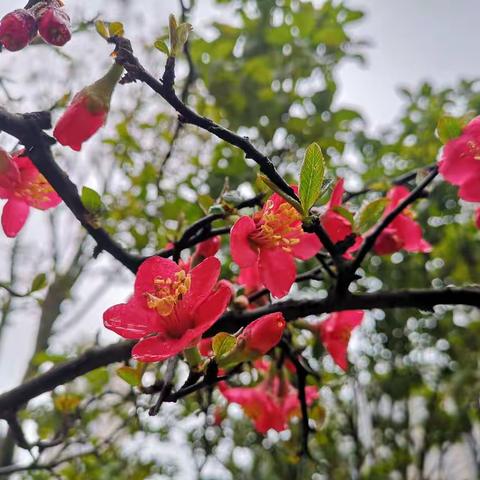 澳门皇茶纪事——2019.3.4-3.10