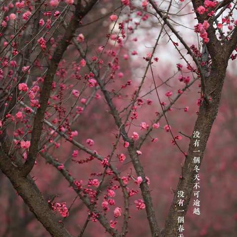 冬去春来，静等花开。