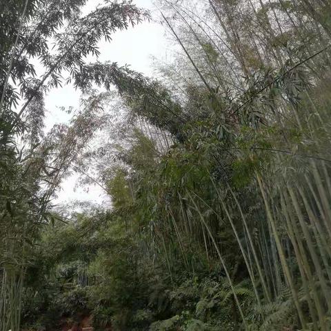 彩虹桥的美篇