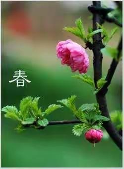 春日读书兴味长,休负春色惜时光。“嘿，原来你也在这里”线上咏春剪影——年级三班