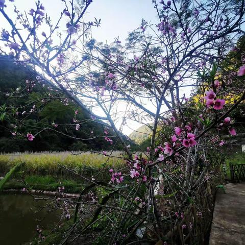 《天净沙•贺雅》