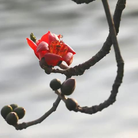 关于木棉花的三个印象