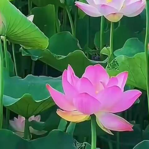 七月的祝福（集十首）