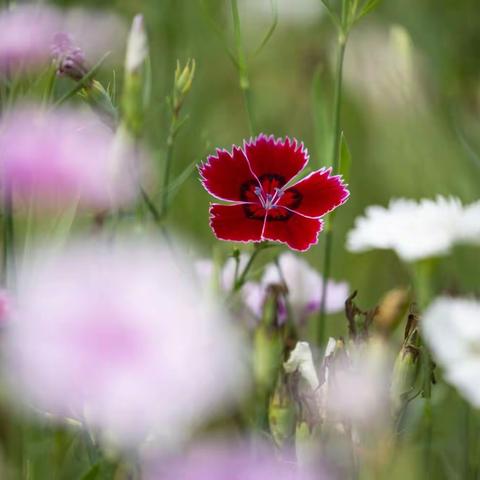 花草飘香