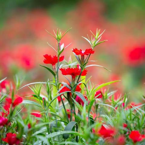 万宁春节鲜花市场随拍