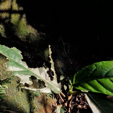 人无两度又少年