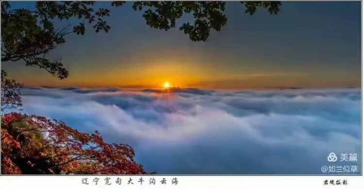 2025年红枫价格
