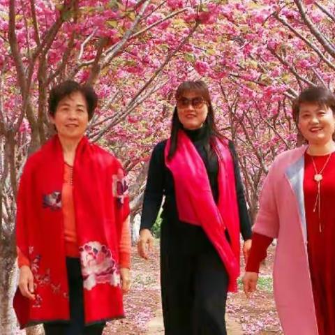 春赏樱花🌸（副本）