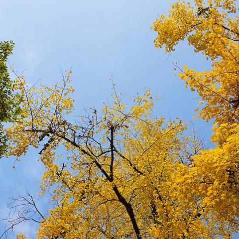 凌冬花初绽，教研促成长———报慈小学十一月数学教研组活动纪实