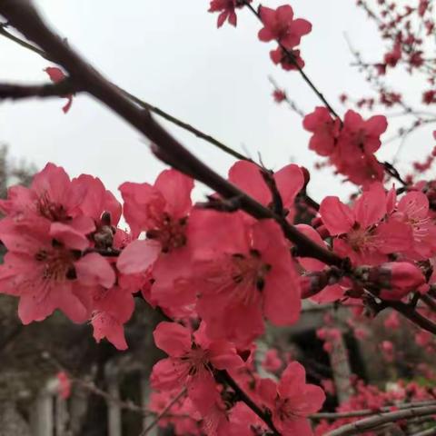 春暖花又开，迎孩子们回来——县直二幼刘楼分园月亮一班开学第一个月小结