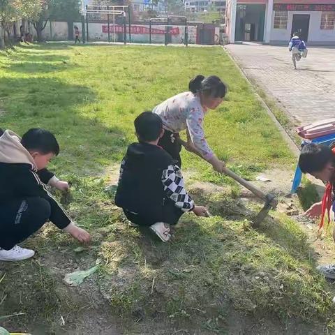 【合港小学】“双减政策”下，做个快乐的小菜农