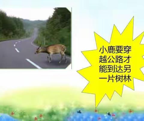 13筑路影响生物生存