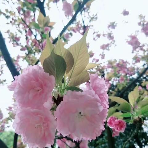 “我们与春天的美丽约会”