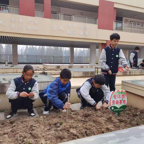 厚植劳动情怀，尽享劳动乐趣——外中分部七（3）班劳动教育活动纪实