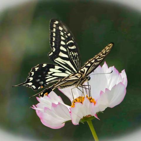 花间精灵---蝴蝶