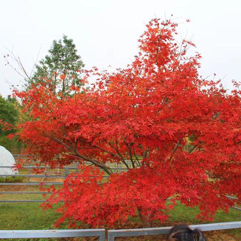 又是一年赏秋时