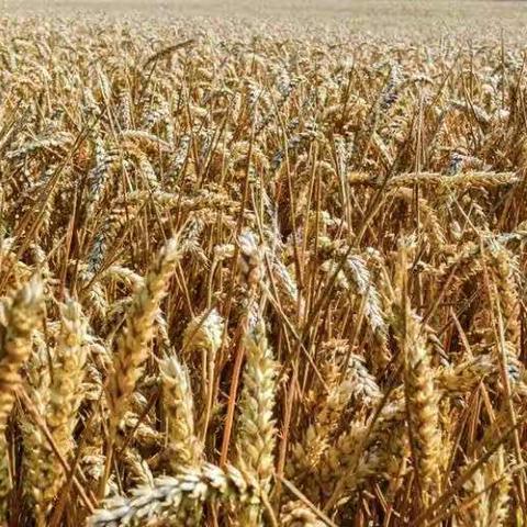 爱惜粮食    文明用餐