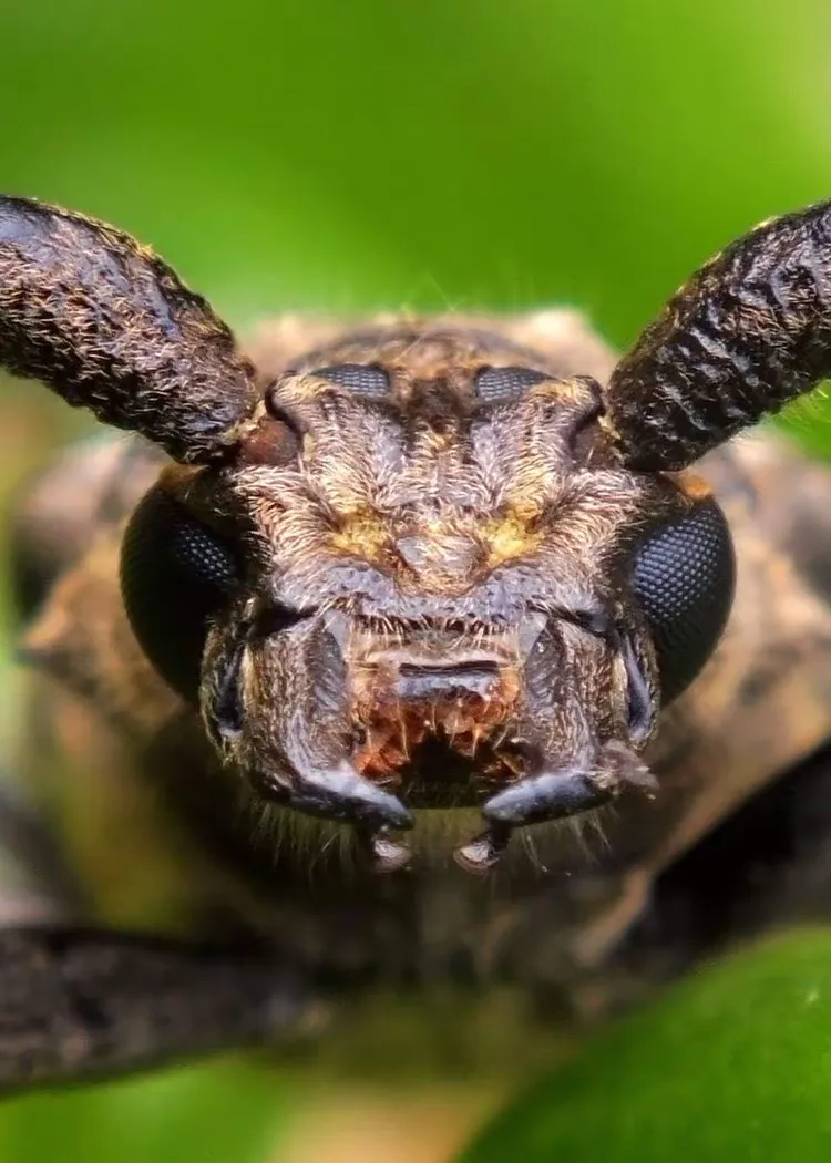 断眼天牛(非中国种)