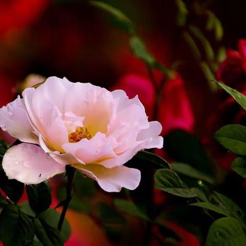 玫瑰花