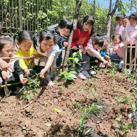 小角落，大自然——墩上中心幼儿园种植活动