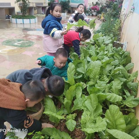 我种植  我收获——博学幼儿园蔬菜种植成果收益活动美篇