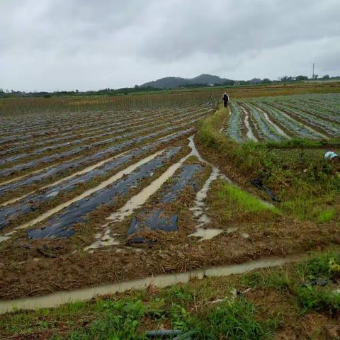 巡查反季节瓜菜