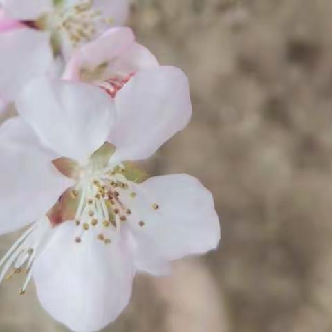 永清县永清镇二村小学           网络教学