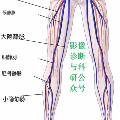 影像解剖  |  下肢CTA详细解剖