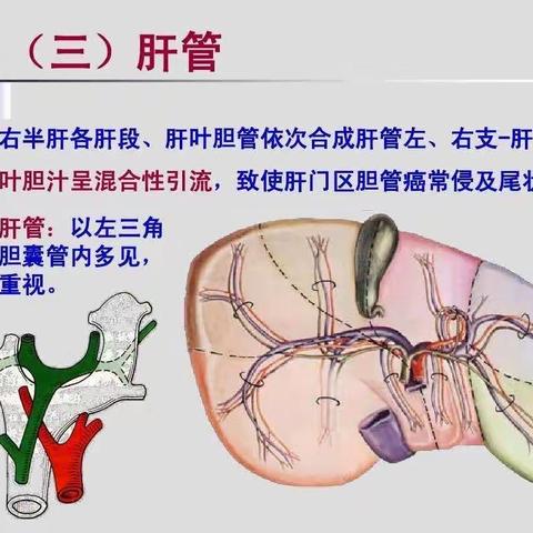 门静脉的三大分支解剖图