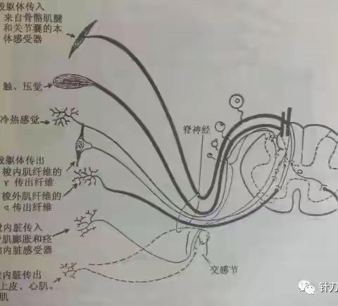 腰椎间盘突出症的针刀治疗（下）