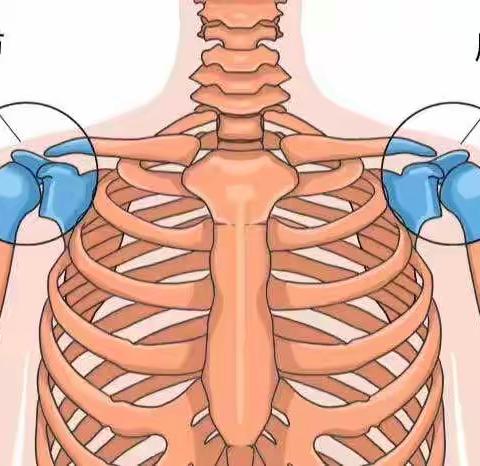 肩关节解剖图谱