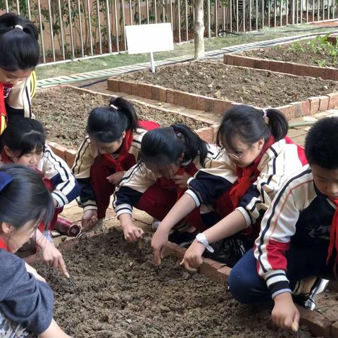 你我的约定——等你长大～记六（1）中队种植实践活动