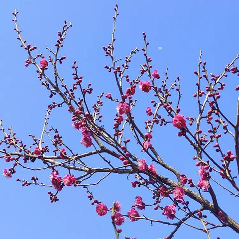 邢台园博园，梅花绽放