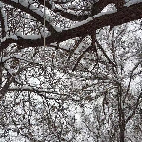 家乡的雪景