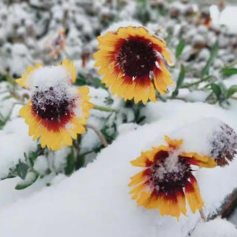 2022年的一场雪，给孩子带来兴奋，带给我无尽的遐想……