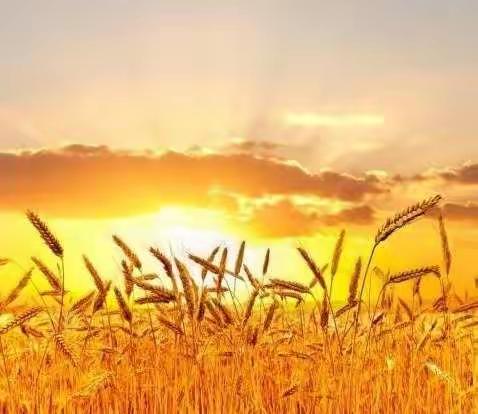 同教研  共收获——记三年级语文集体教研