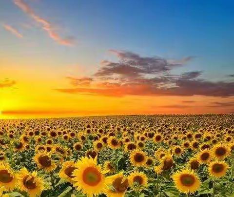 花已开  等你来  —                                       附小太白湖校区二年级语文线上学习（第四期）