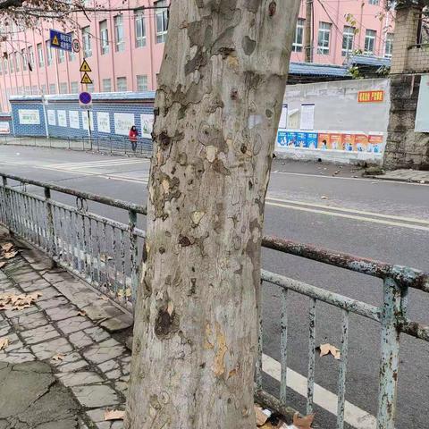 冬天的树