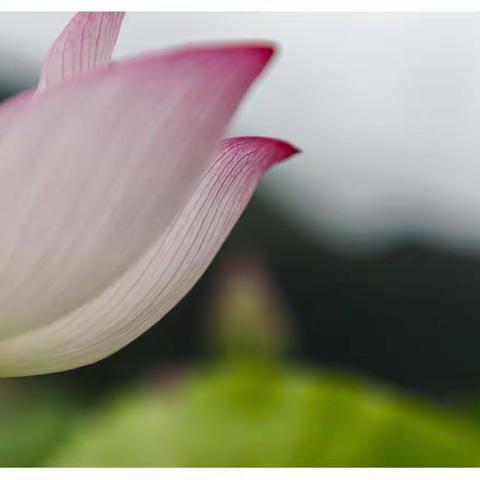 荷颜玉色 清莲脱俗——六月池塘