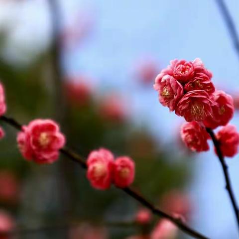 《梅花吟》——青田防洪堤
