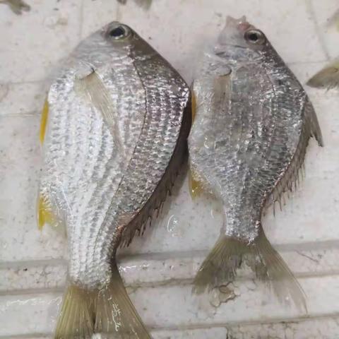 海鲜4月14日预告:万宁港北小海鱼，新鲜度没的说。