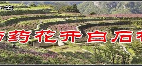 芍药花开白石村