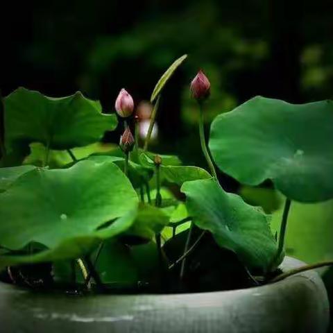 诗意填满心灵缝隙